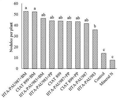 Co-inoculation Effect of Rhizobia and Plant Growth Promoting Rhizobacteria on Common Bean Growth in a Low Phosphorus Soil